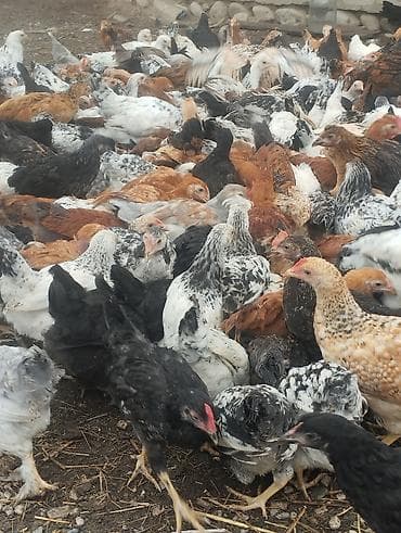 Toyuq, Damazlıq
