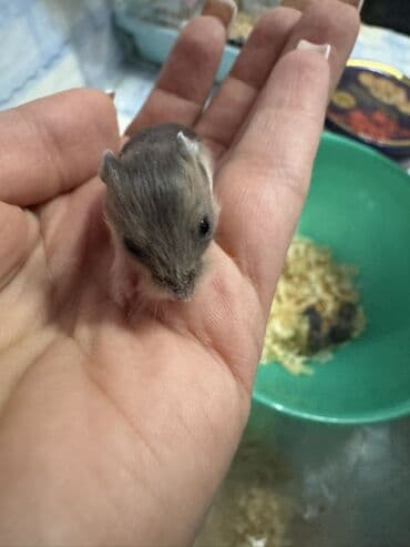 Boşqablar: Robo-dwarf hamster balaları - Növ: Robo (Roborovski) cırtdan hamster — 3