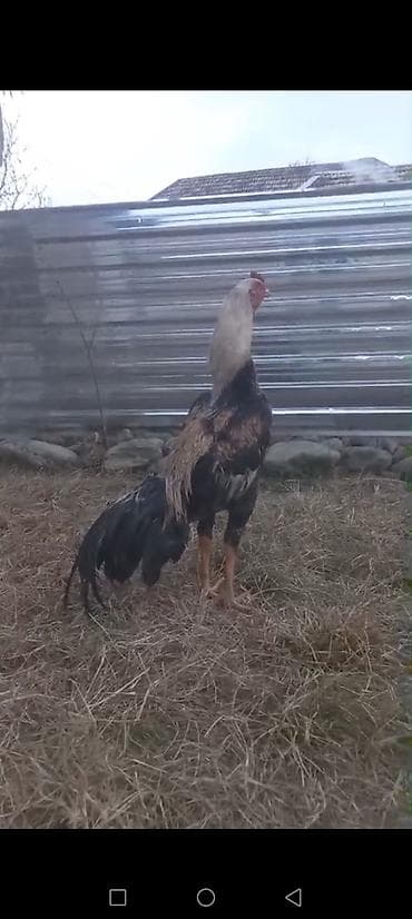 Cins xoruz – uzunboylu, atletik quruluşlu. Baş və boyun hissəsi açıq