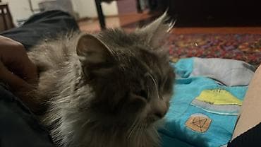 Pişiklər: Yaxşı əllərə, Ünvandan götürmə — 4