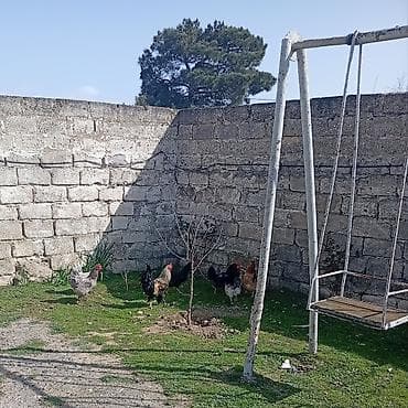 xarkov toyuqu: Toyuq, Damazlıq — 2