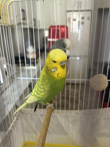 pomeranian satilir: Təmiz qan Çex tutuquşuları satılır 🦜 Quşlar çox sağlam, aktiv və — 4