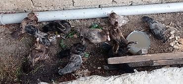cucə badamdar: Məhsul: Cücə (ev quşu balaları) Təsvir: - Şəkillərdə müxtəlif rəngli — 5