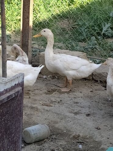 Qışqıran ördəklərdir✅️ Kəkilli var✅️ Bəzəkli var✅️ Sadəsi var✅️ Qara lalafo.az -da Qışqıran ördəklərdir✅️ Kəkilli var✅️ Bəzəkli var✅️ Sadəsi var✅️ Qara