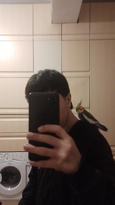 Heyvanlar üçün mallar: Nimfa (Cockatiel) – əl öyrəşdirilmiş, sakit və mehriban papağan - — 3