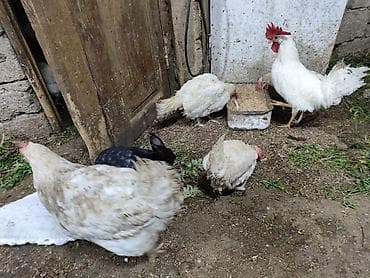 quş yuvası: Toyuq, Yumurtalıq — 6