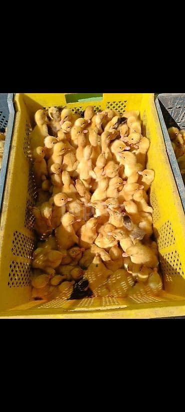 1 həfdəlik ördək balası tam sağlamldilar köçlə əlaqədar olaraq satılır