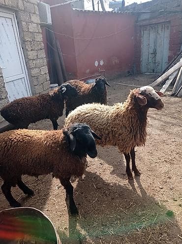 qaradolaq qoyun: Erkək, il: 1, 70 kq, Ünvandan götürmə — 7