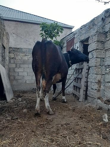 sumqayitda heyvan siginacagi: 3 qarına qara sves ineydi 15 gunu qalıb super heyvandi oz qapı malımdı — 4