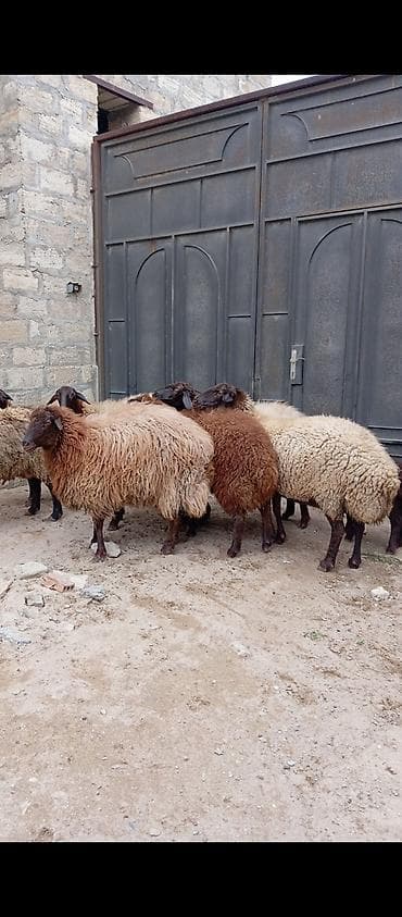 Salam ünvan Bakıin maştağa kendi obşi 6 baş heyvanlar 5 baş qoçnu