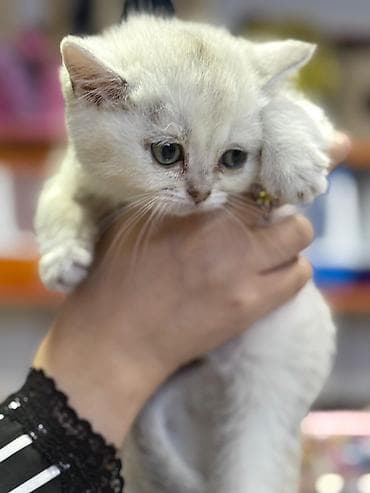 pişik satisi 2020: Şinşilla — 3