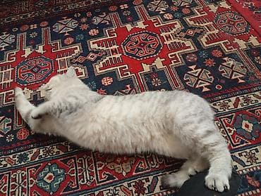 dişi quzu: Şinşilla, Dişi — 2