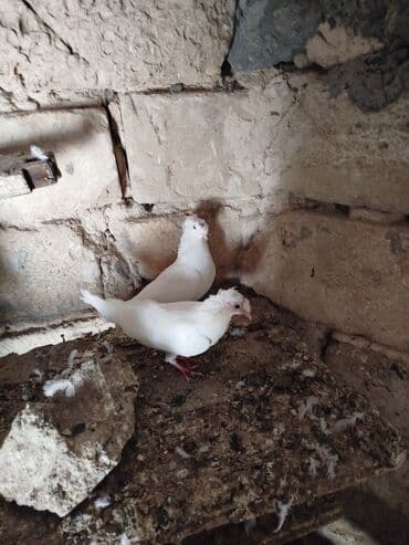 пудель в добрые руки: Şəkillərdə müxtəlif rənglərdə və bəzi fərqli xüsusiyyətlərə malik — 4