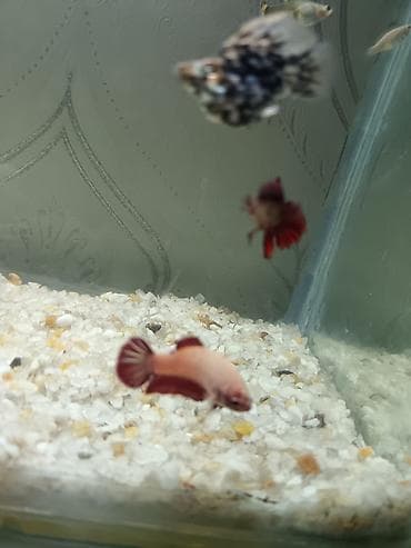 balığlar: Betta (Petuşok balığı), Sülhsevər — 3