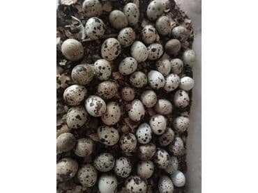 ad gunu hediyyeleri qadin ucun: Bildirçin yumurtası. 0.20 qəpik. çox sayda alındıqda aşağı qiymətlə — 4