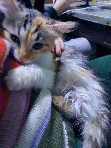 Pişiklər: Norveç, Yaxşı əllərə, Ünvandan götürmə — 4