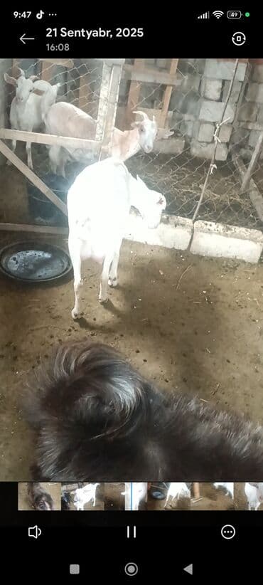 sudluk inekler: Satılır: Süd istiqamətli ağ keçilər - Şəkillərdə təsərrüfat — 8