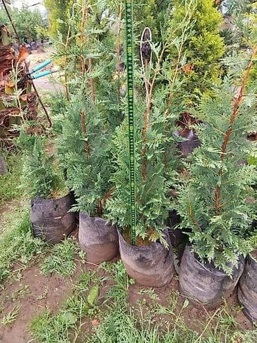 bitki toxumlari: Leylandra şitilləri – həmişəyaşıl, sürətlə böyüyən dekorativ — 7