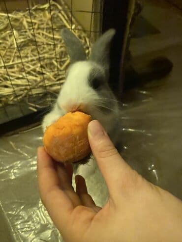 Mərmər effektli PVC panellər: 2ayliq dovsan biri 10azn — 3