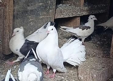 Göyərçinlər: Sağlam temiz pavlinlerdi iki denedi ikiside mayadi — 1