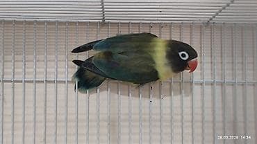 balaca quzu: PAPUQAY FİŞER ERKƏK DİŞİ.TƏK TƏK AYRI QİYMƏT CÜT AYRI QİYMƏTDİ — 2