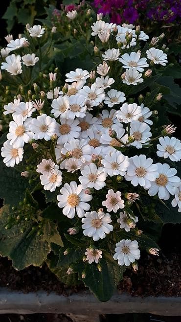 gul adlari: 🌹Senaria gülü topdan ve perakende satışı. 💳SAY çox olsa endirim — 5