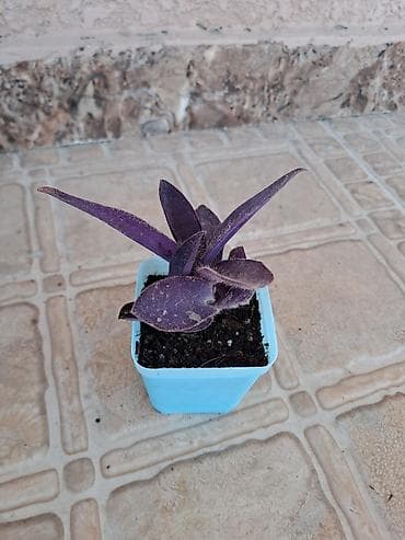dekor soba: Bənövşəyi Tradescantia (Tradescantia pallida – Purple Heart) şitili - — 3