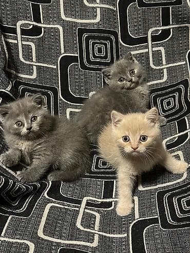 Pişiklər: Britan, Erkək, Dişi, Yaxşı əllərə, Rayonlara çatdırılma, Ünvandan götürmə, Pulsuz çatdırılma — 2