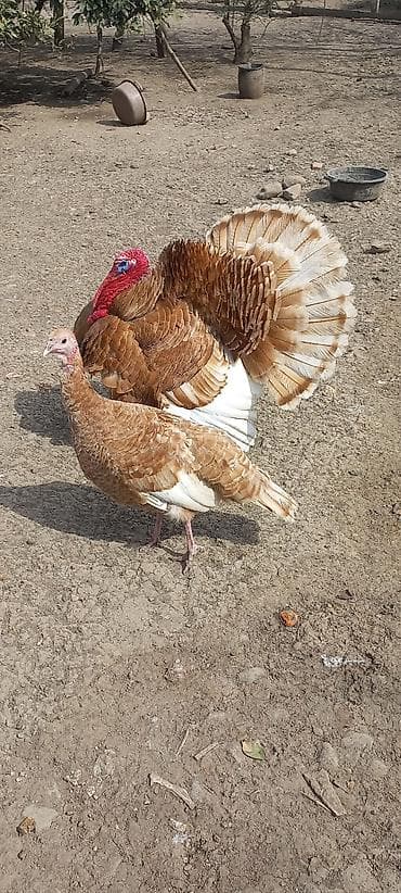 С/х животные и товары: Red Buorbun ətlik sort hind quşlarının 1 həftəlik cucəsi satılır — 8