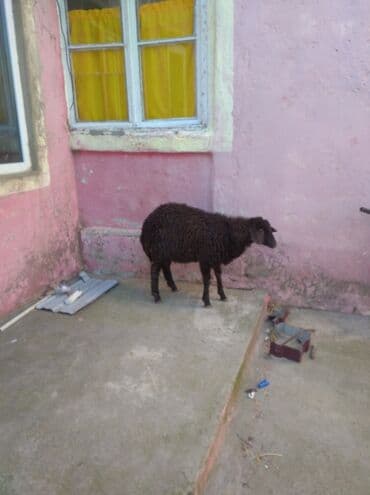 qurbanliq qoyunlar: Erkey quzu - Rəng: tam qara - Yun: sıx, qıvrım quruluşlu; əl — 2