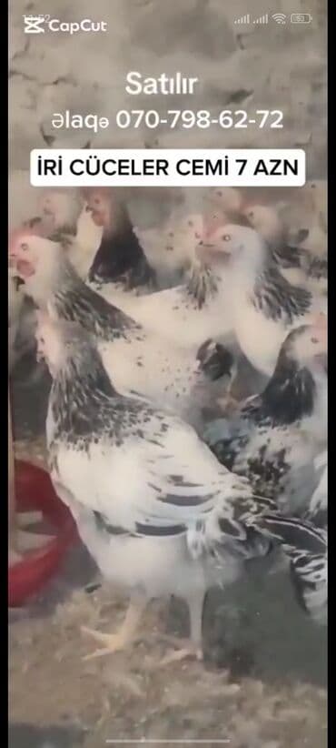 serebrist cuceler: Toyuq cücələri, Ətlik — 1