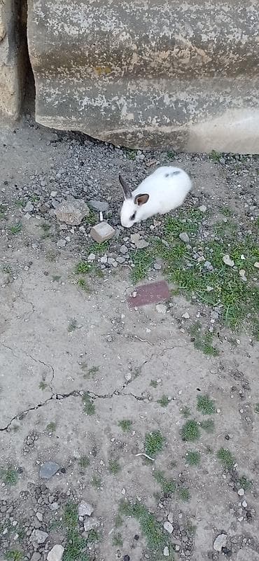bala dana: Məhsul: Ev şəraitində bəslənən dekorativ dovşanlar Təsvir: - Müxtəlif — 4