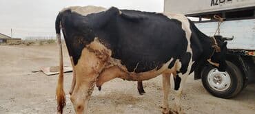 inekler: Dişi, il: 3, 600 kq, Südlük, Ödənişli çatdırılma — 1