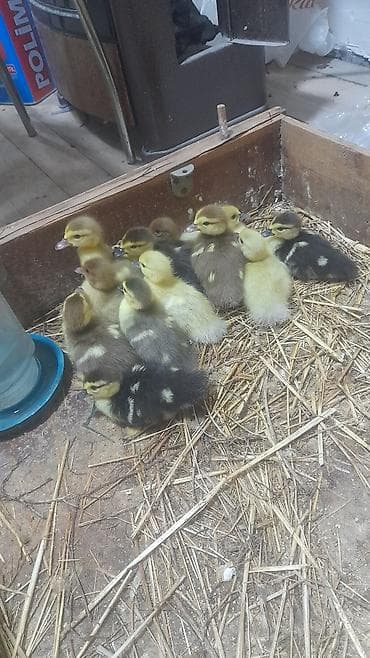 12 dene bala zümrüdü krasnadar mirvari 5m