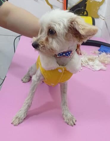 Lüğətlər: Malta bolonka, 1 il, Erkek, Peyvəndli, Ünvandan götürmə, Ödənişli çatdırılma — 1