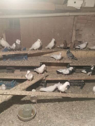 Göyərçinlər: 35 ədəd göyərçin var təcili satılır — 4