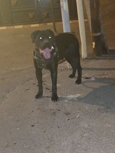 avcarka balası: Kane-Korso, 1 ay, Erkek, Ödənişli çatdırılma — 3