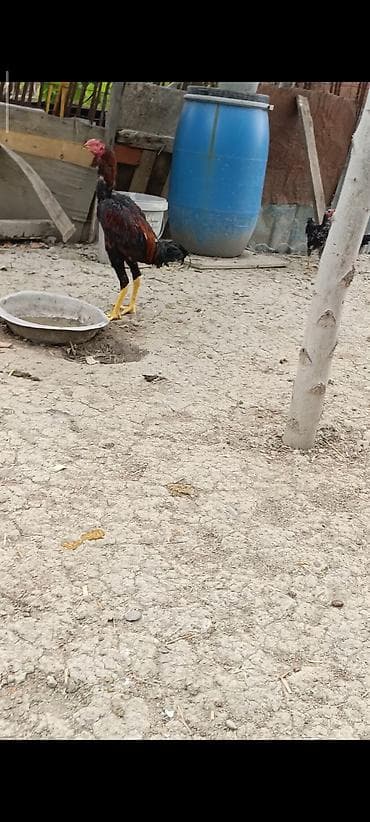 kənd cucesi: 6 ayliq das pipik bece satilir iri hevandi 2 kilo 700 cekisi var sag — 2