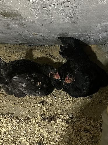 Toyuq, Damazlıq, Ödənişli çatdırılma