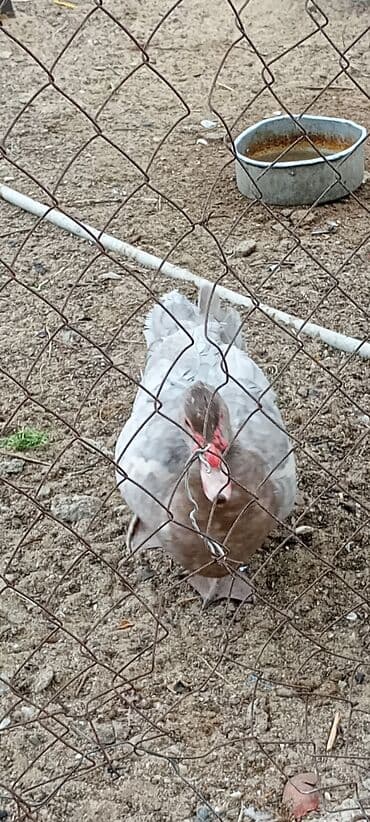 ordey balası: Erkək, | Macar, Damazlıq, Ödənişli çatdırılma — 2