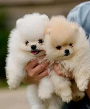 it alqi satqisi: Şpitz, 2 ay, Ünvandan götürmə — 2