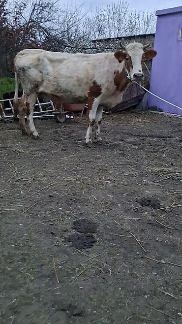 mal qoyun: Dişi, Simental, il: 5, Südlük, Ünvandan götürmə — 3