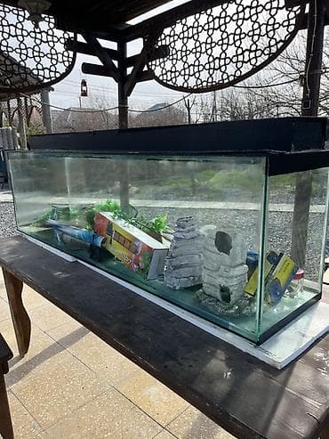 akvariu: Böyük ölçülü şüşə akvarium komplekti 180x50x40.Su tutumu 360 litr Tam — 3