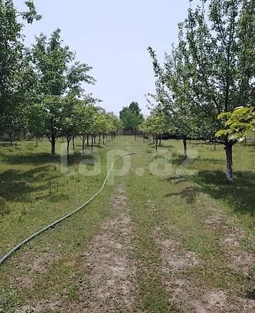 bakı qusar avtobus: 12 sot, Kənd təsərrüfatı, Barter mümkündür, Kupça (Çıxarış) — 1