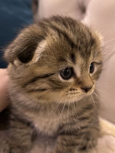 siam pisiyi haqqinda: Britan, Erkək — 8