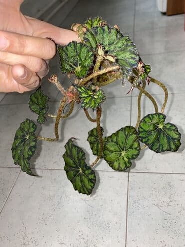 diffenbaxiya gülü haqqında məlumat: Begoniya Rex (rəngarəng yarpaqlı) – dekorativ otaq bitkisi - Növ — 3