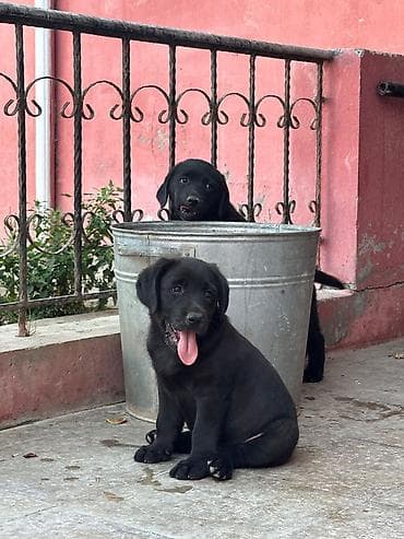 boo itleri: Labrador-retriver, 3 ay, Erkek, Ünvandan götürmə, Pulsuz çatdırılma, Ödənişli çatdırılma — 2