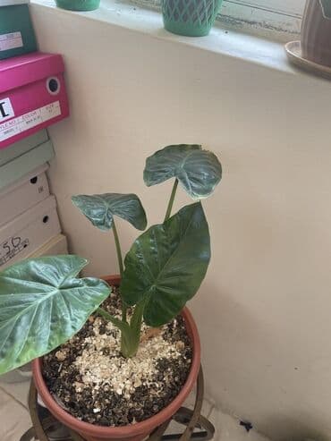 fil qulagi gulu: Alokaziya (Alocasia) otaq bitkisi – iri, ürəkvari parlaq yaşıl — 1