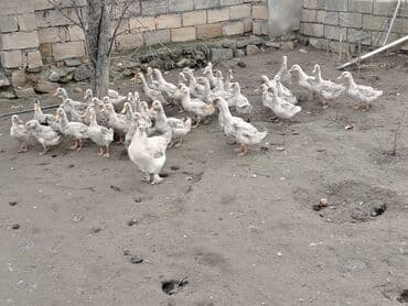 Cücələr: Dilli ordekler — 2