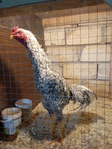 çöl xoruzu: Xoruz, Heyratı, il: 1, Ünvandan götürmə — 1